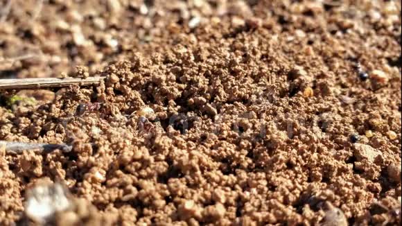 野生动物生态系统中蚁丘上的昆虫蚁群视频的预览图