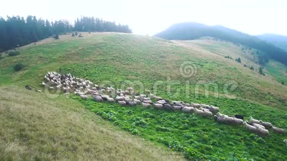 牧羊人在山上放羊视频的预览图