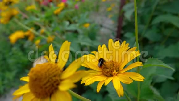 大黄蜂从黄花中收集花粉视频的预览图
