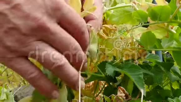 从花园里的一棵豌豆上摘豌豆视频的预览图