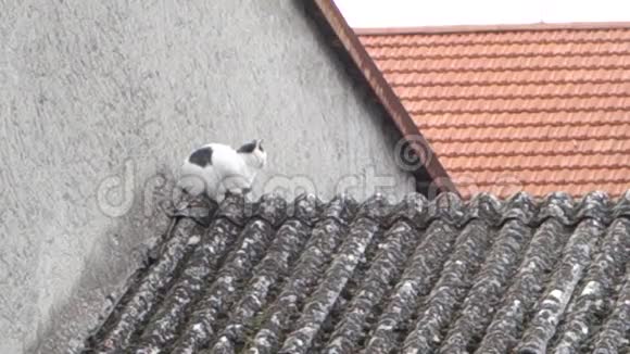 在屋顶上的猫视频的预览图