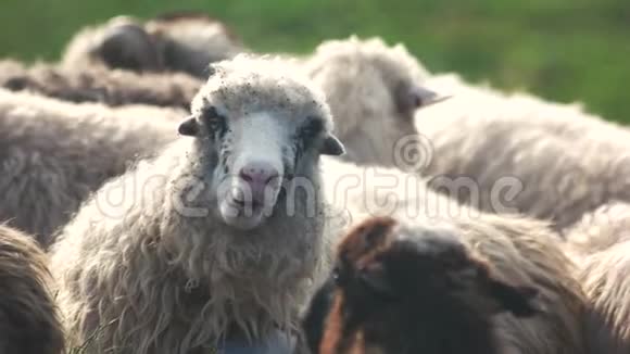 羊群中可爱的绵羊看镜头的肖像视频的预览图