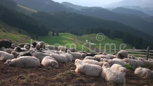羊群栖息在草坡上视频的预览图