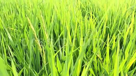 自然稻田绿景视频的预览图
