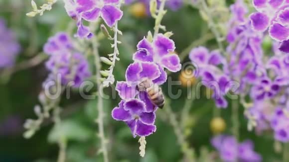 蜜蜂采蜜及紫花授粉视频的预览图