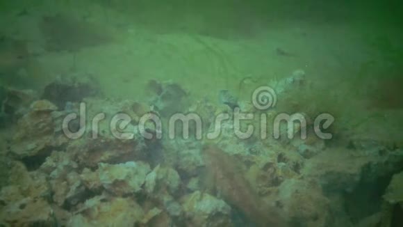 底部鱼TentacedblennyParablenniussp哥比吃的是从粘土中挖出来的贝壳类植物视频的预览图