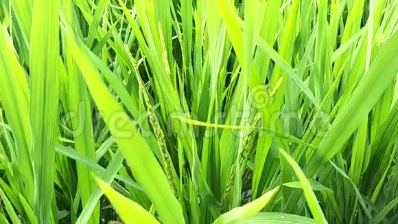 自然稻田绿景视频的预览图