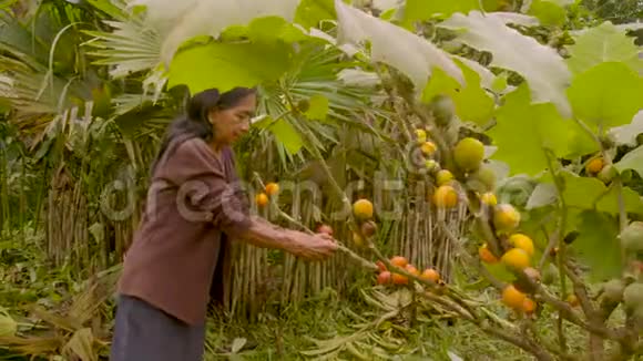 土著老妇人在亚马逊雨林收获异国水果视频的预览图