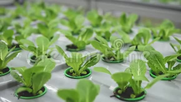 天然有机蔬菜和植物生长在智能农场或温室中视频的预览图