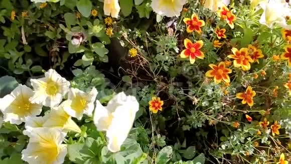 缤纷花园慢动作大蜜蜂在黄色橙色和红色的花朵上飞舞绿叶环绕视频的预览图
