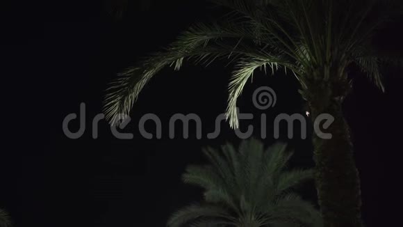 灯光下的棕榈树视频的预览图
