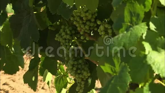 西班牙Codorniu葡萄园的绿色葡萄酒包视频的预览图