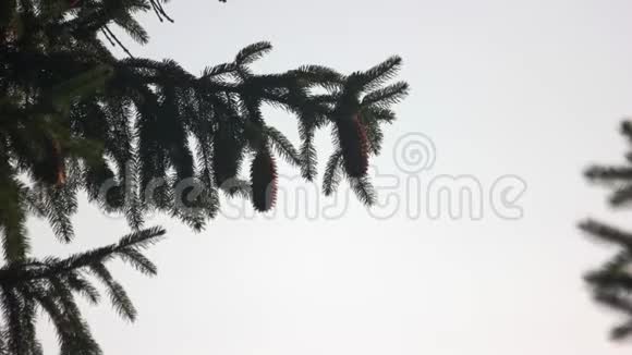云杉枝在晴朗的天空背景上有锥视频的预览图