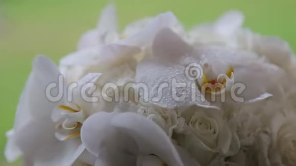 新娘捧着花束滴在一束白玫瑰上视频的预览图