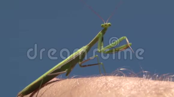 男人手上螳螂视频的预览图