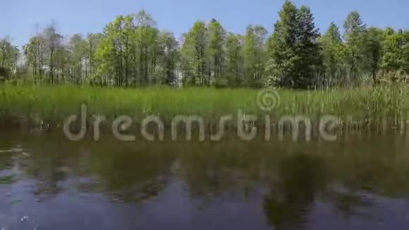 夏日芦苇从船上眺望河岸视频的预览图