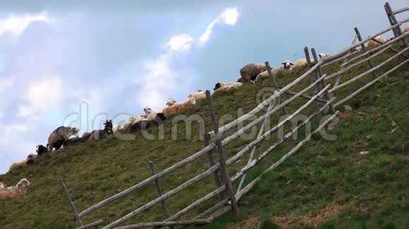 青翠的山蓝天下有一群羊视频的预览图
