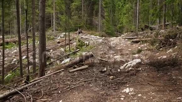 砍伐树木毁坏森林的地区视频的预览图