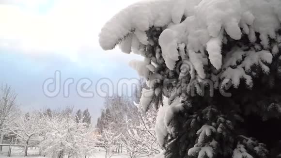 冬天公园里的冷杉树高清电视视频的预览图