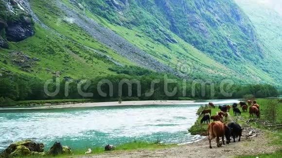 棕色和棕色的牛公牛牛马和小母牛在一条快速流动的蓝色河流和白水急流附近散步和放牧视频的预览图