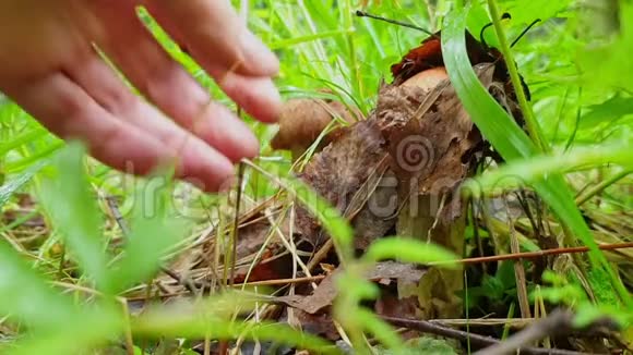 特写的手从叶子上清理蘑菇用刀把它们割下来在蘑菇中采摘白杨视频的预览图