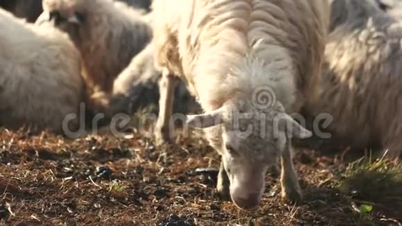 围拢放在牧场上的羊视频的预览图