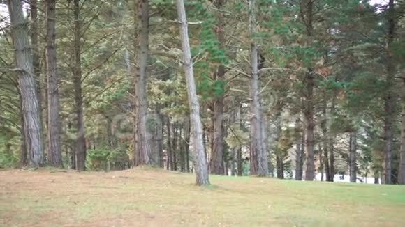 公园里有常绿针叶树松树林掉下来的红针和绿草视频的预览图