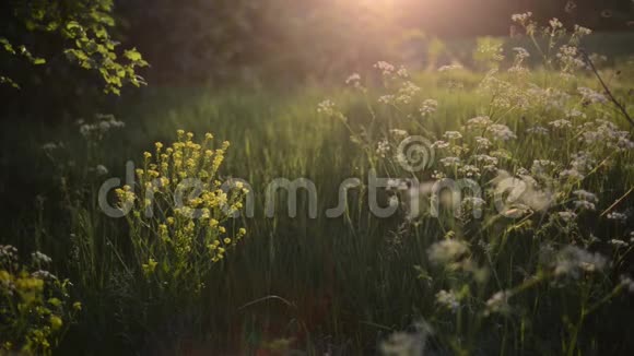 夕阳下的绿草甸视频的预览图