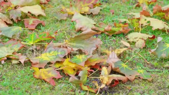 秋天的阴天枯黄的枫叶在绿草上随风摇摆视频的预览图