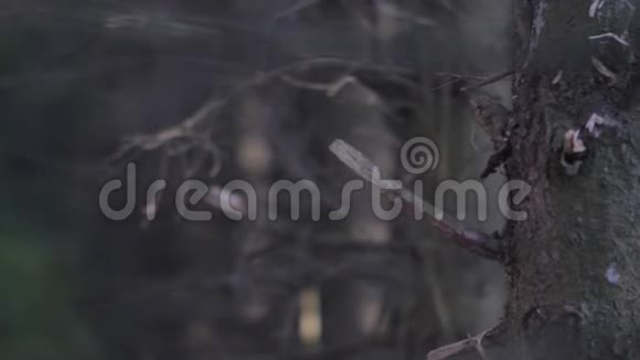 在黑暗的森林里躲在一棵树后面的可怕的男孩慢动作户外视频的预览图