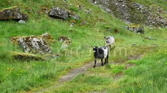 三只白山羊和黑山山羊在一个多云的灰色夏日沿着岩石巨石和绿草附近的山坡小路走着视频的预览图