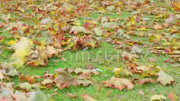 秋天的阴天美丽的落叶干枯的枫叶在绿草上随风摇摆视频的预览图