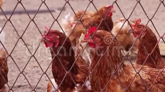 带着红冠的棕色母鸡互相看着农场视频的预览图