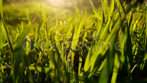 清新的绿草特写温暖的阳光视频的预览图
