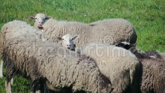 一群老羊和小羊在绿色的草地上视频的预览图