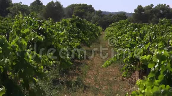 西班牙Codorniu酿酒厂草地葡萄园视频的预览图