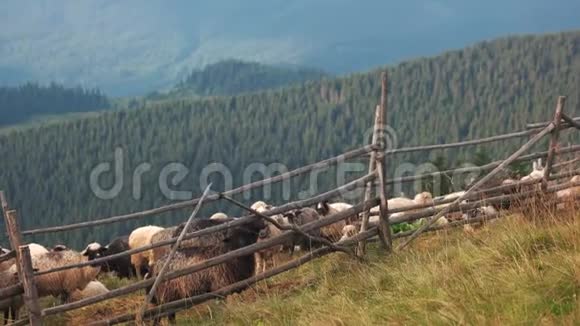 美丽的山景和放牧的羊视频的预览图