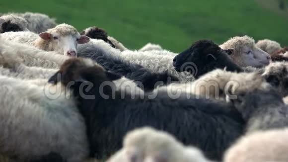 在牧场放牧的黑白羊视频的预览图
