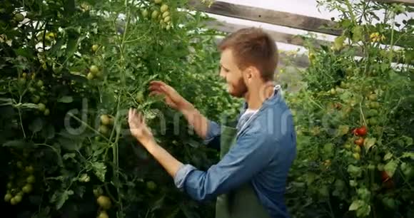 温室中男性农民的肖像视频的预览图
