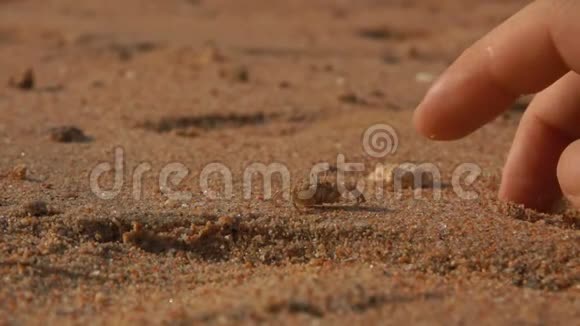 手指试图接触沿着沙子奔跑的螃蟹视频的预览图