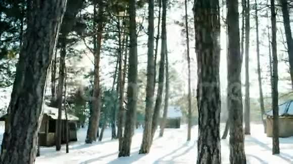 冬天的森林里许多树在雪地里阳光阳光透过树的背光照射许多雪躺在地上视频的预览图