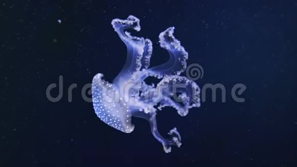 蓝色水下的白斑水母视频的预览图
