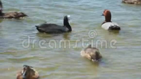 湖里有各种各样的鸟视频的预览图