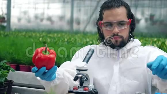 生物学家用吸管检查成熟的胡椒视频的预览图