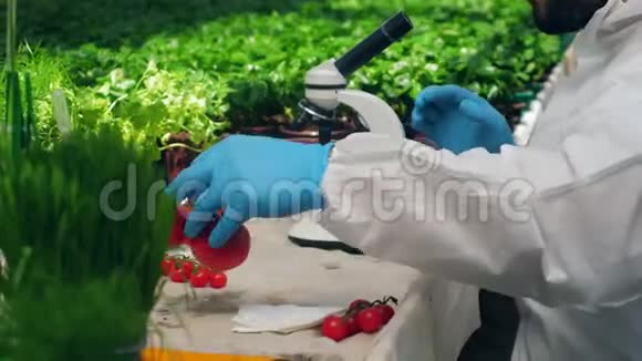雄性植物学家用显微镜检查成熟的西红柿视频的预览图