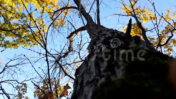 秋天的树金色的叶子映衬着蓝天从下面眺望视频的预览图