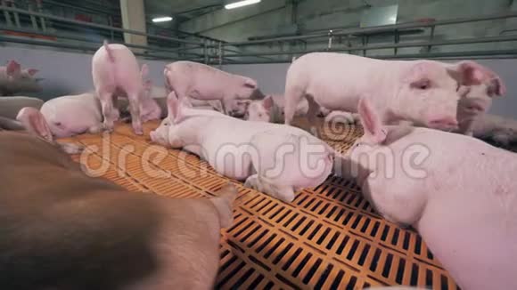 好奇的猪在猪舍院子里嗅着摄像机视频的预览图