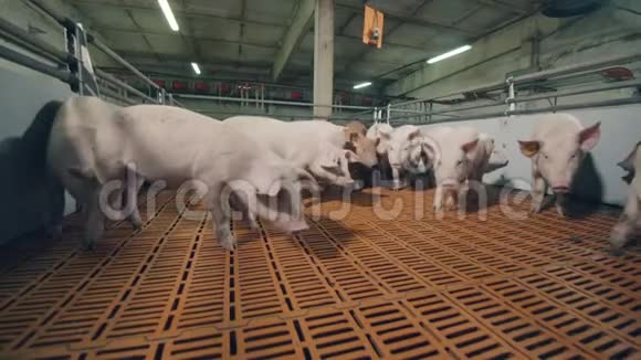 小猪正向农场的摄像机移动视频的预览图