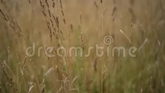 秋天的干草在田野里在风中摇曳浅的景深视频的预览图