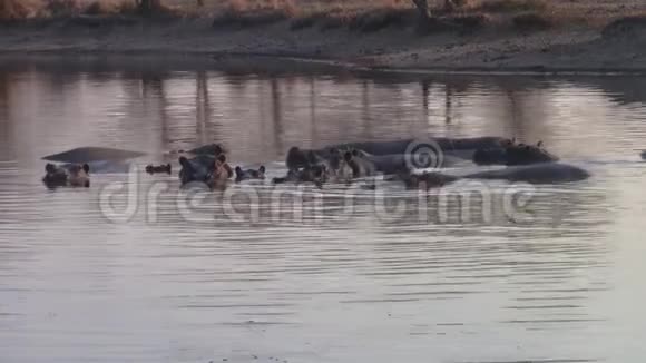 博茨瓦纳莫雷米野生动物保护区池塘里的河马草地视频的预览图